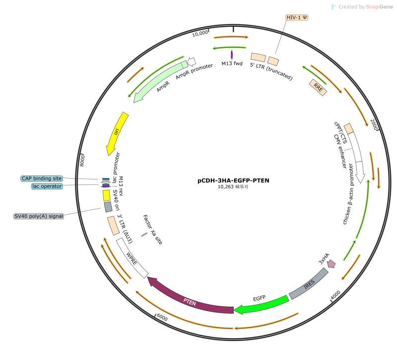 pCDH-3HA-EGFP-PTEN